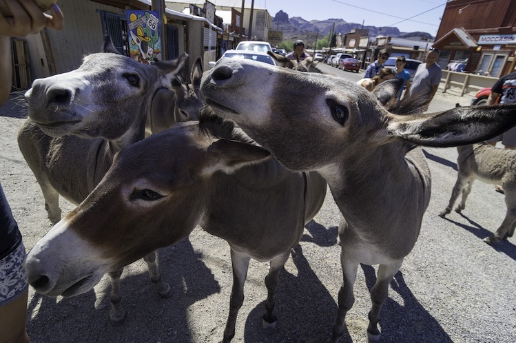 The burros of Oatman, Arizona