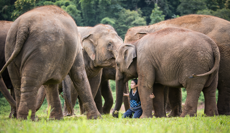 Elephant Nature Park founder Saengduean (Lek) Chailert crouches at the feet of a young female elephant.
