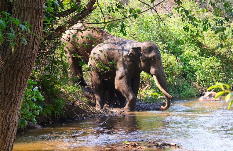 Two elephants prepare to cross a stream.