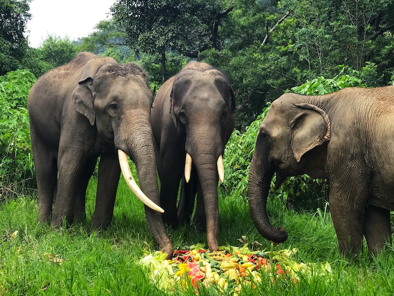 Elephants share a healthy lunch of melon, corn and vegetables