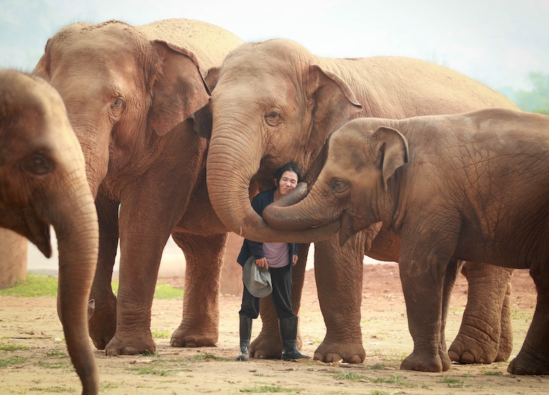 A group affectionate elephants at the Elephant Nature Park embrace Saengduean (Lek) Chailert.