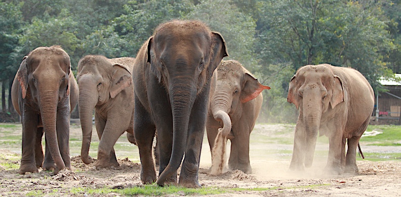 Elephants take a dust bath.