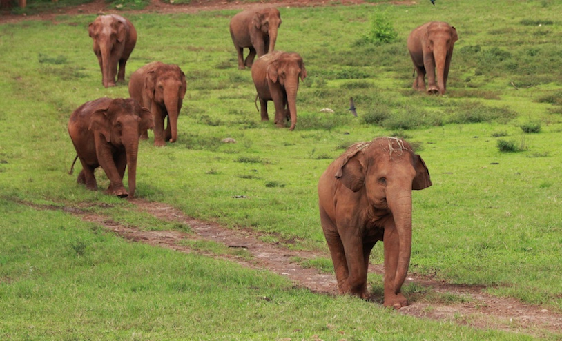 KhamLa, a 14-year-old female, sets the pace for a family of rescued Asian elephants at Elephant Nature Park. 