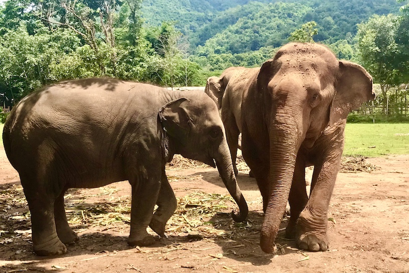 LekLek, left, and her mother, MohLoh, have stayed close since their joint rescue from a trekking camp in early 2024. 