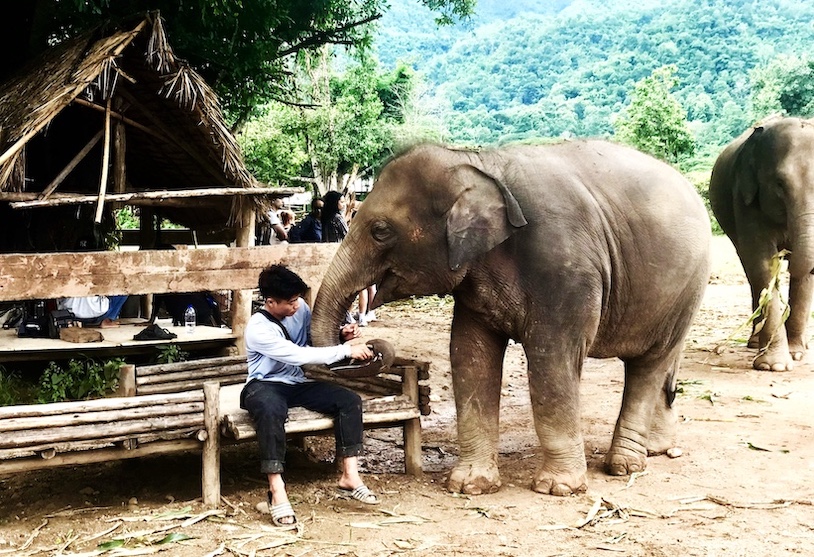 LekLek shares a tender moment with her mahout. Elephants form strong one-to-one bonds with their caretakers.