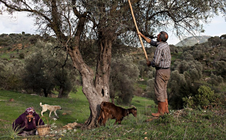 Small family farms are at the forefront of Turkey's olive oil resurgence.