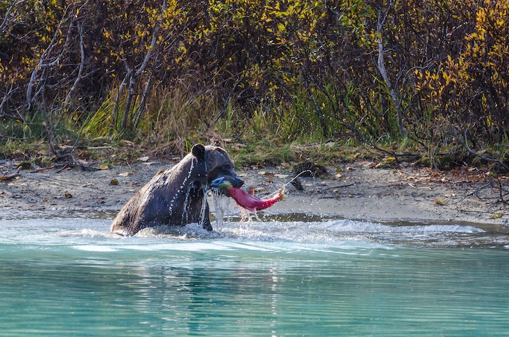Bear eating salmon captured from an Alaskan river.
