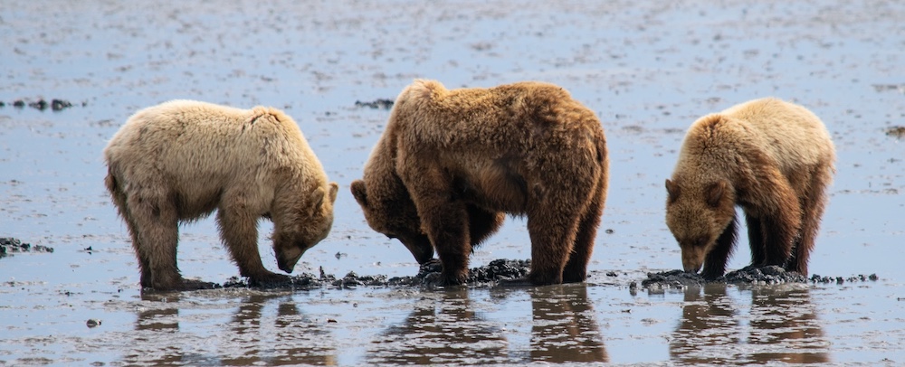 brown bears