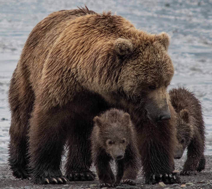 Mother bear and two cubs