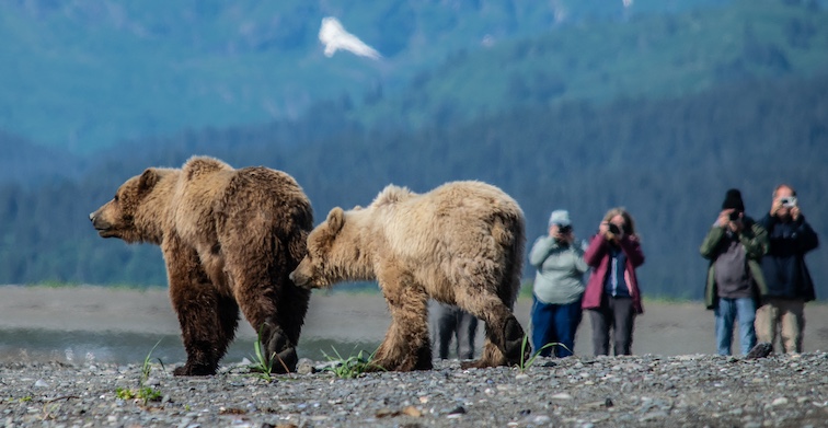 Bears in the Alaska Bear Camp.