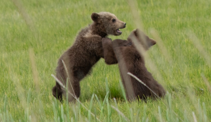 two young bears at play.
