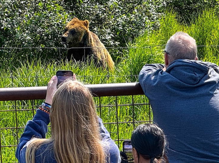 Alaska Wildlife Conservation Center near Anchorage has grizzly bears to photograph.
