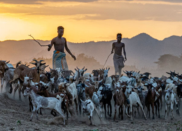 omo valley tribesmen herding goats