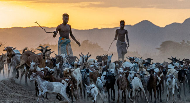 omo valley tribesmen herding goats