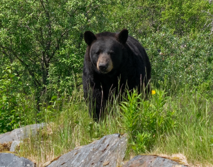 American black bear