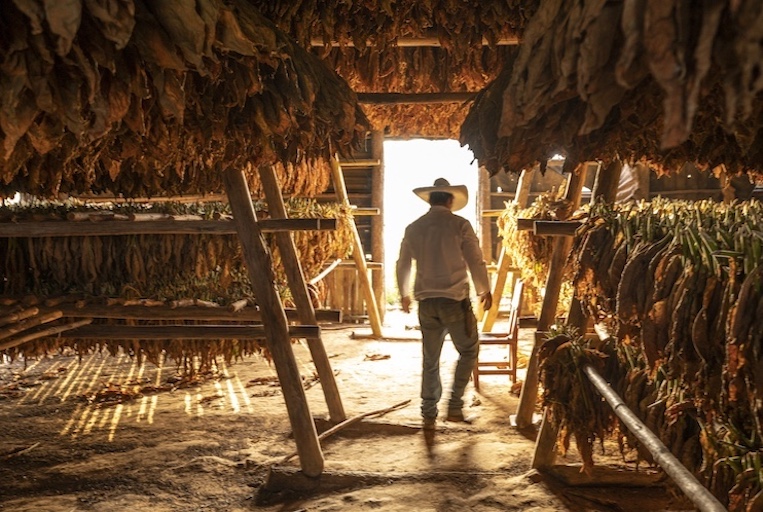 Benito Camejo who farms land on the outskirts of Vinales inspects his crop in his curing shed. 