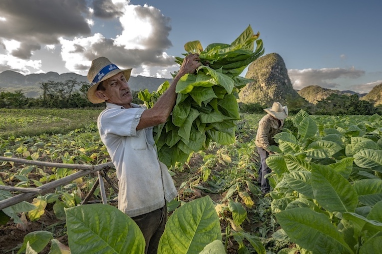 The harvest in full swing for the Sarabia brothers, surrounded by the dramatic mogote scenery of the Vinales Valley.
