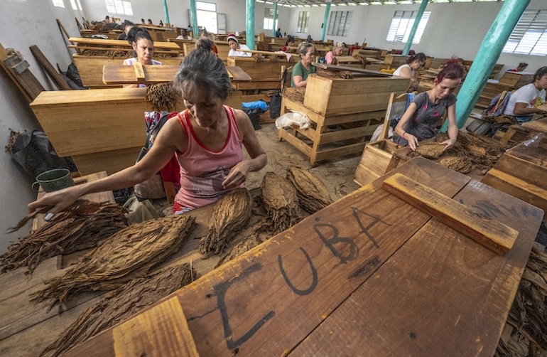 Female tobacco graders sort tobacco leaves according to their quality.