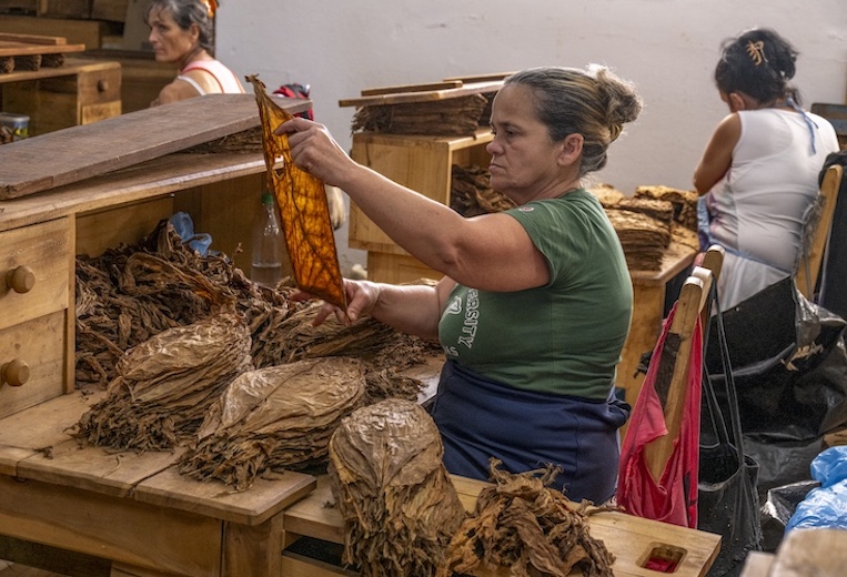 Cuban woman sorts tobacco leaves.