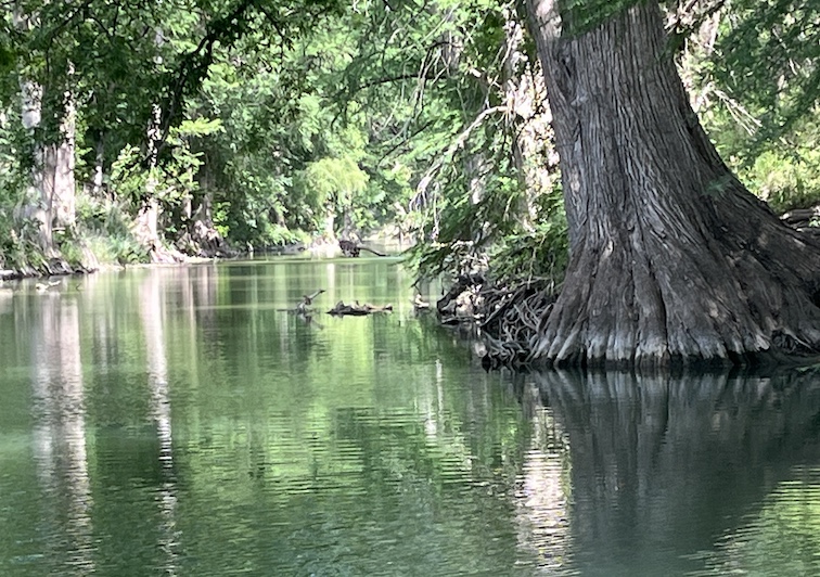 Cypress trees along the Guadalupe River