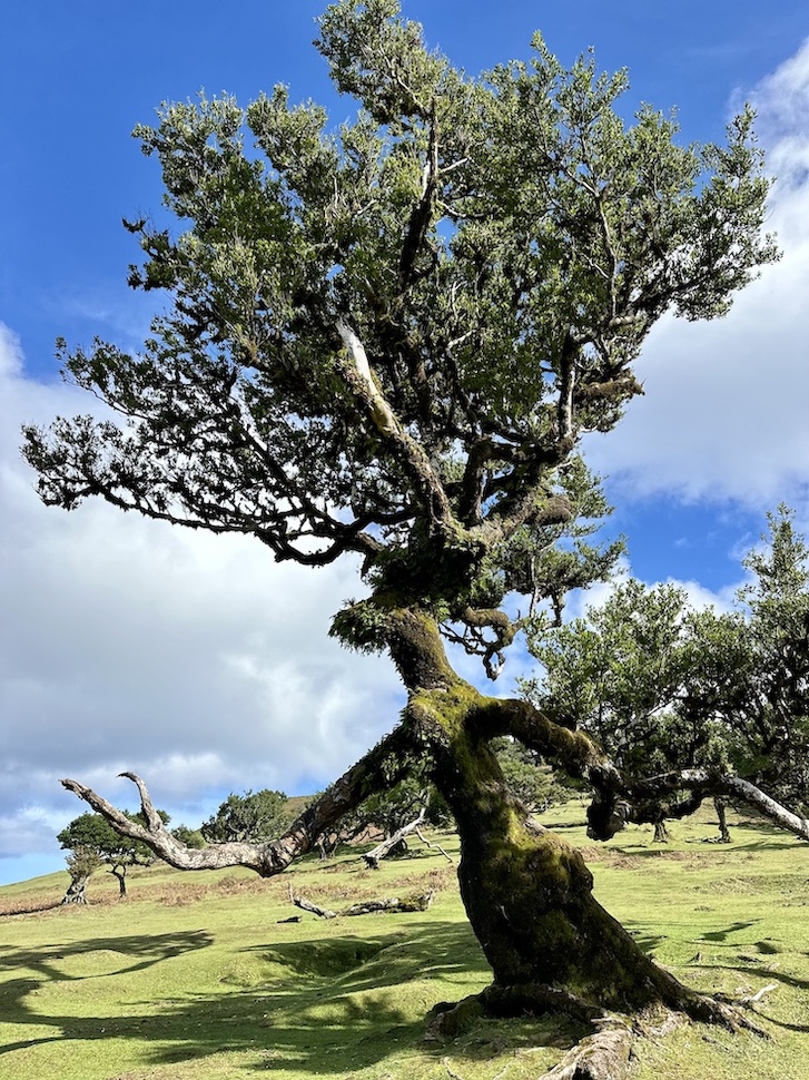 Fanal Forest, a UNESCO-protected Laurissilva forest, is home to the famed “Witch’s tree.” 