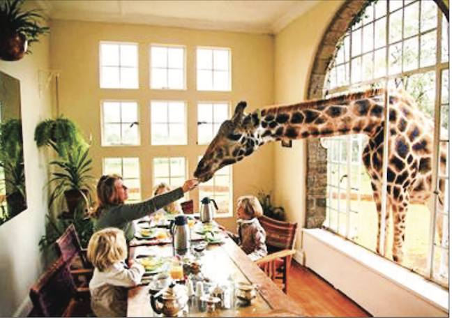Giraffes often stop by for a snack at Nairobi's Giraffe Hotel.