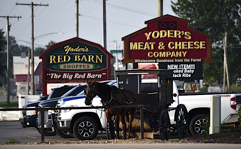 An Amish buggy waits in a parking lot of pickup trucks and passenger cars.