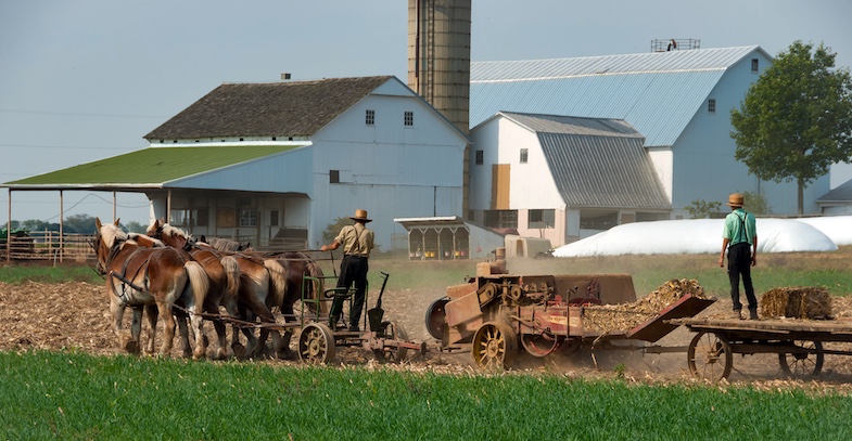Amish Farmers working the Fields on a Autumn Day
