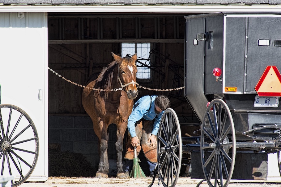 Amish farrier prepares to trim and put new shoes on a horse's hooves.