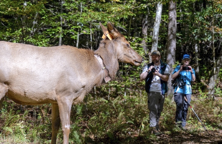 A cow elk wearing an ear tag and tracking collar stands near Smokies Life membership engagement project manager André Vest, center, and naturalist Liz Domingue, right, during a guided wildlife excursion in Cataloochee Valley.