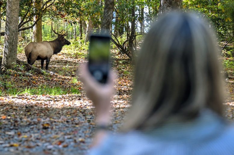 A bull elk stands among the trees in Cataloochee Valley during the fall rut, when males compete for females. Elk were reintroduced to Great Smoky Mountains National Park in 2001 after being absent from the region for more than a century.