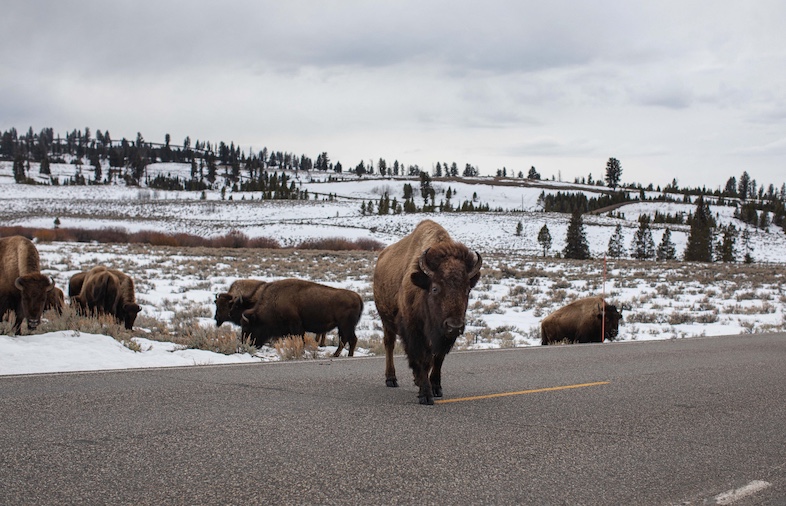 Herd of bison crossing the road next to a snowcoach.